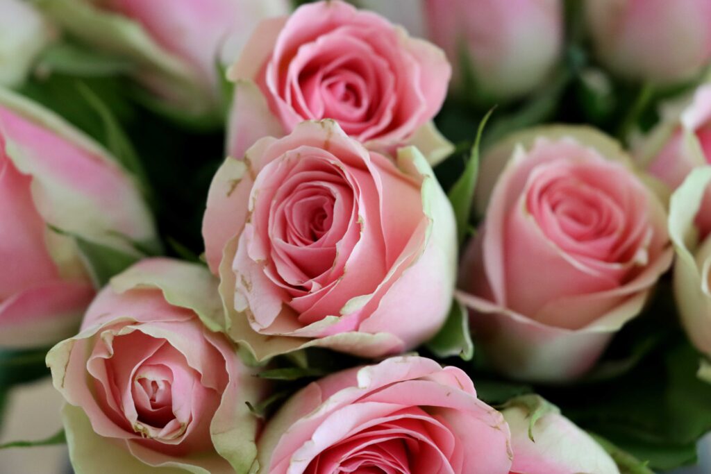 Rosen in zartem rosa