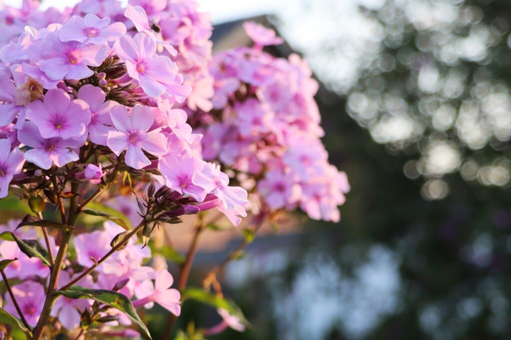Phlox in Pink im Sonnenlicht