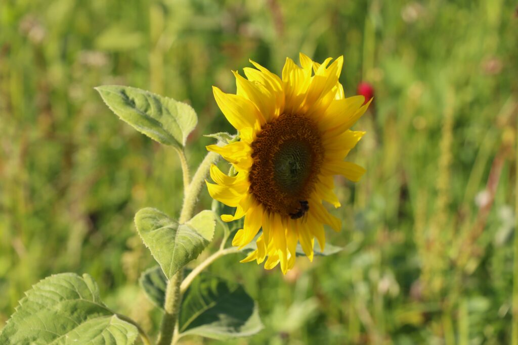 Sonnenblume im Feld - Farbe gelb