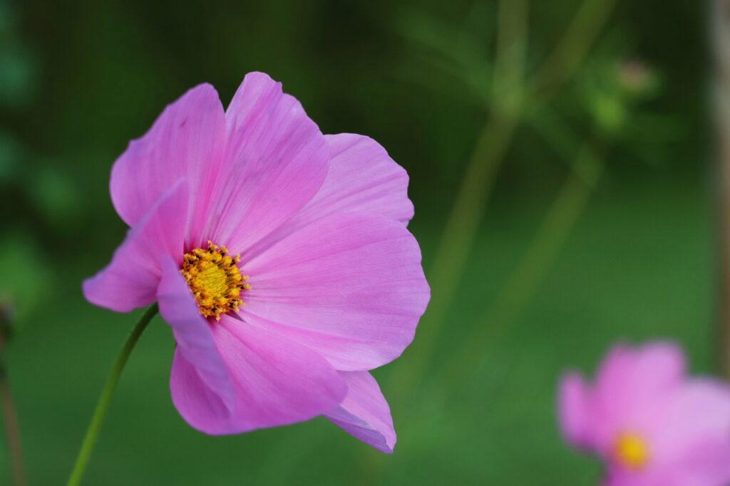 zarte Blüte in Pink vor grünem Hintergrund