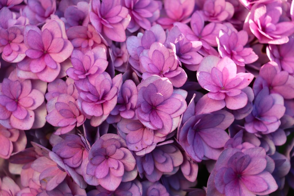 Hertensienblüten pink