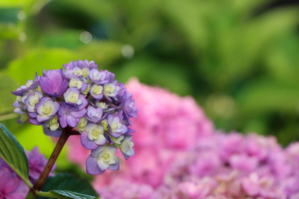 Hortensienblüte Lila