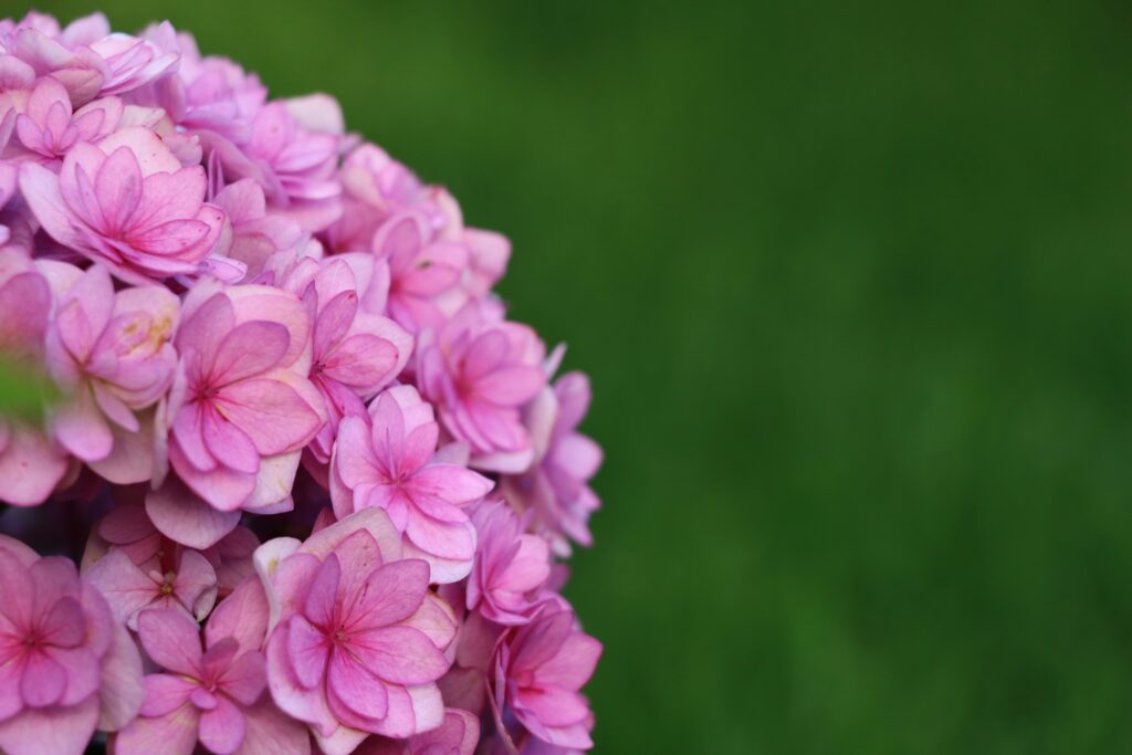 Hortensienblüte pink