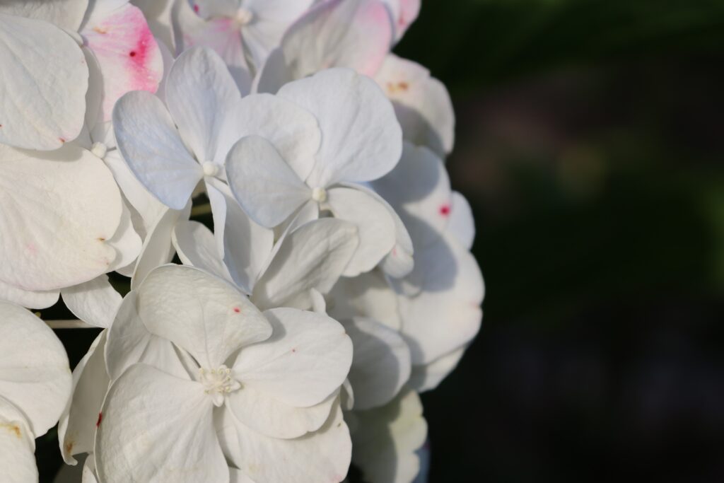 Hortensienblüte weiß