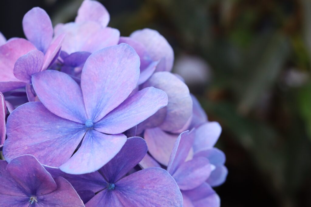 Hortensienblüte lila-blau