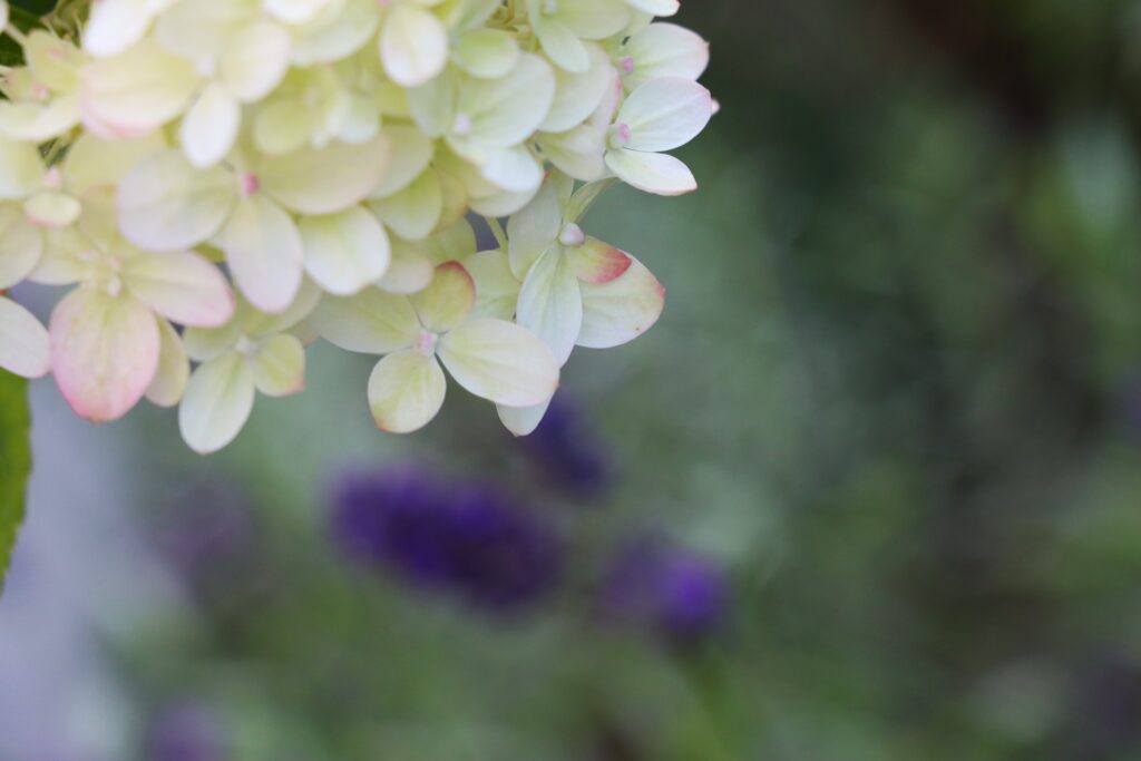 Hortensienblüte weiß