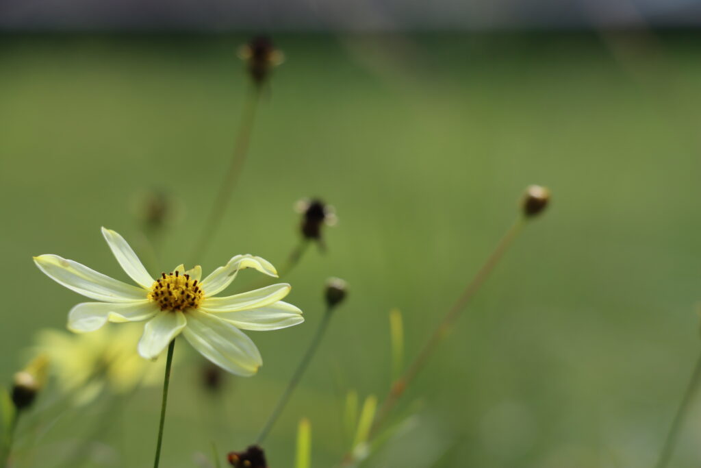 Gelbe Blüte vor grünem Rasen