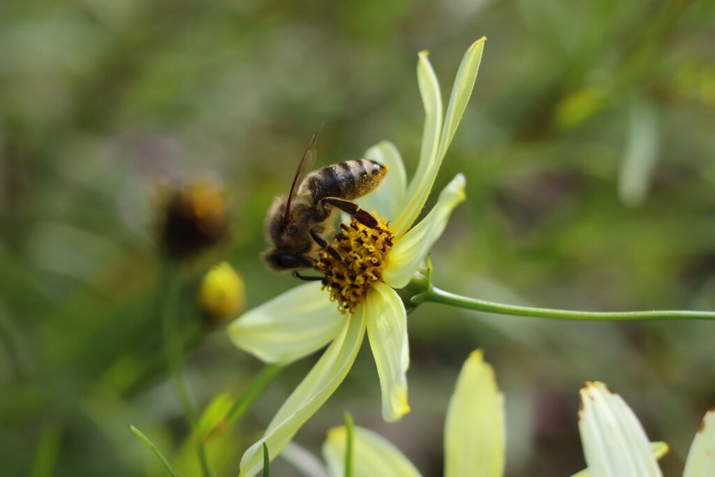 Gelbe Blüte mit draufsitzender Biene