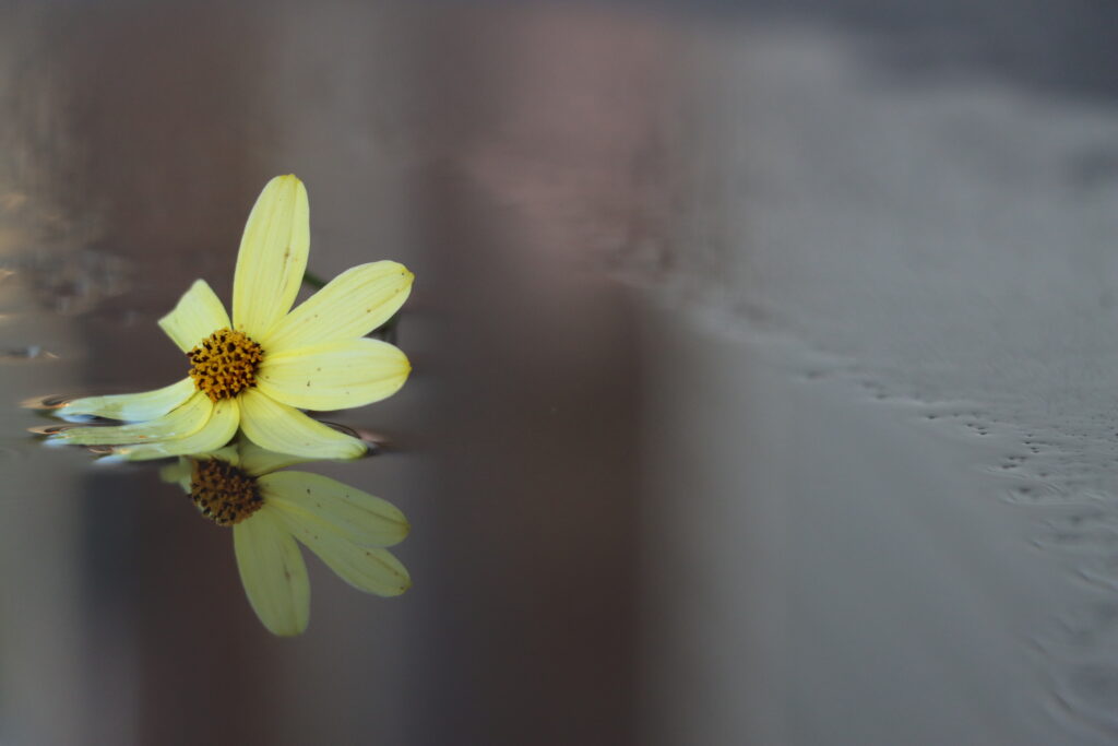 gelbe Blume mit Reflexion im Wasser