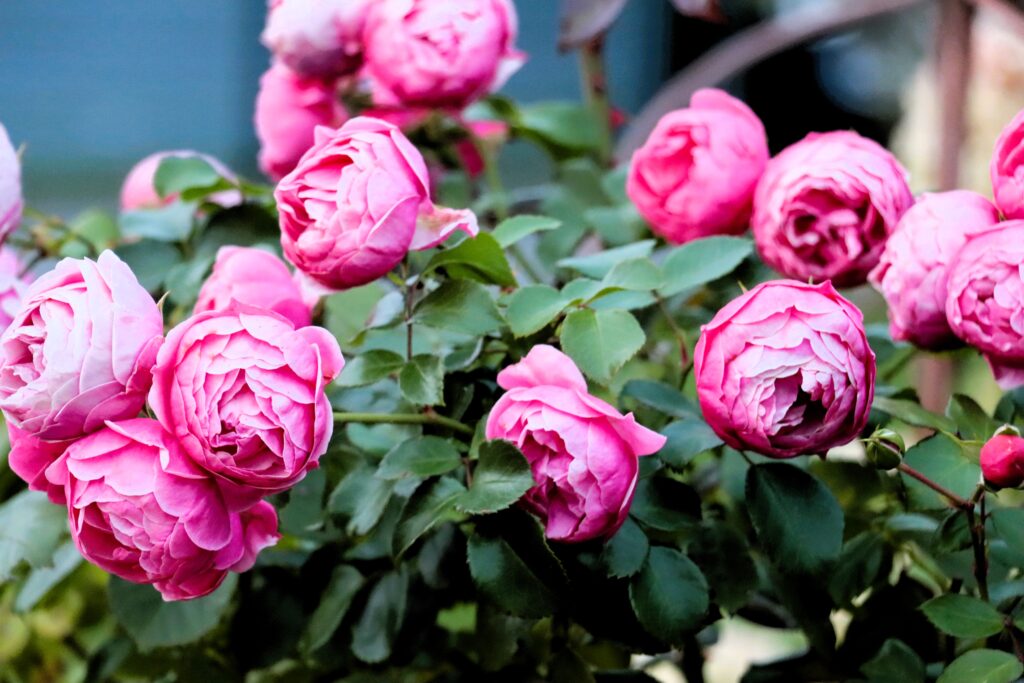 Busch mit pinken Rosenblüten