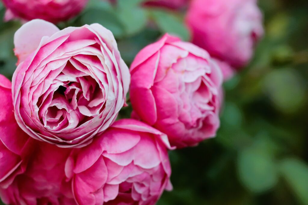Pinke Rosenblütenköpfe