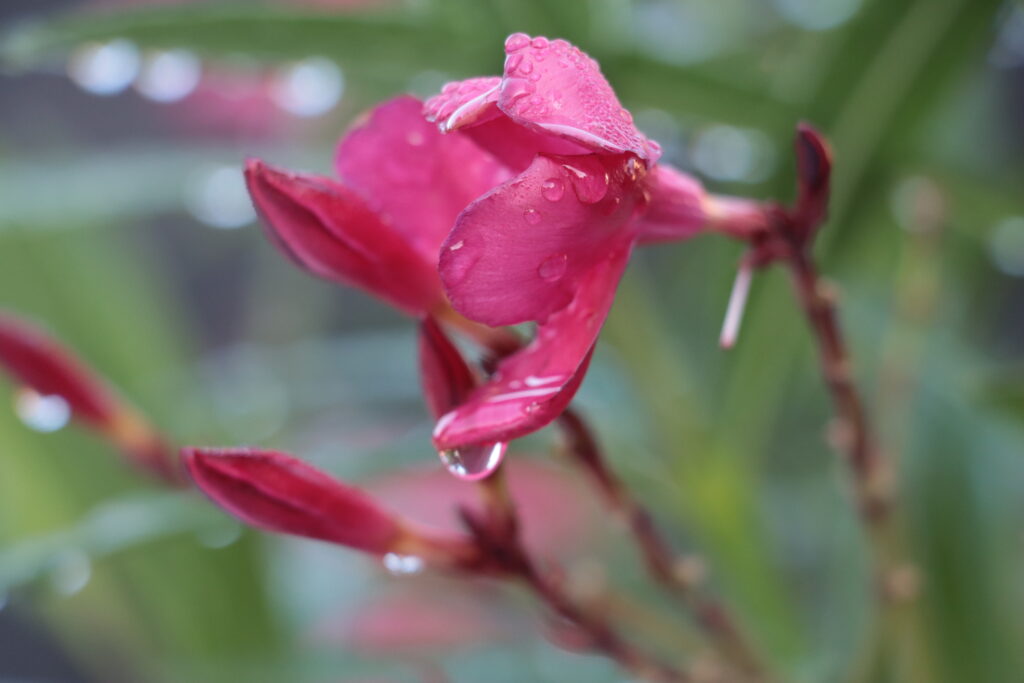 pinke Blüte mit herabperlendem Regentropfen