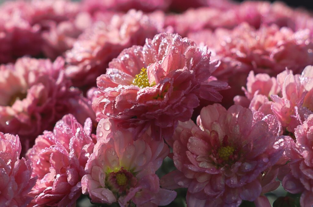 Bild gefüllt mit rosa Blüten mit tropfen bedeckt