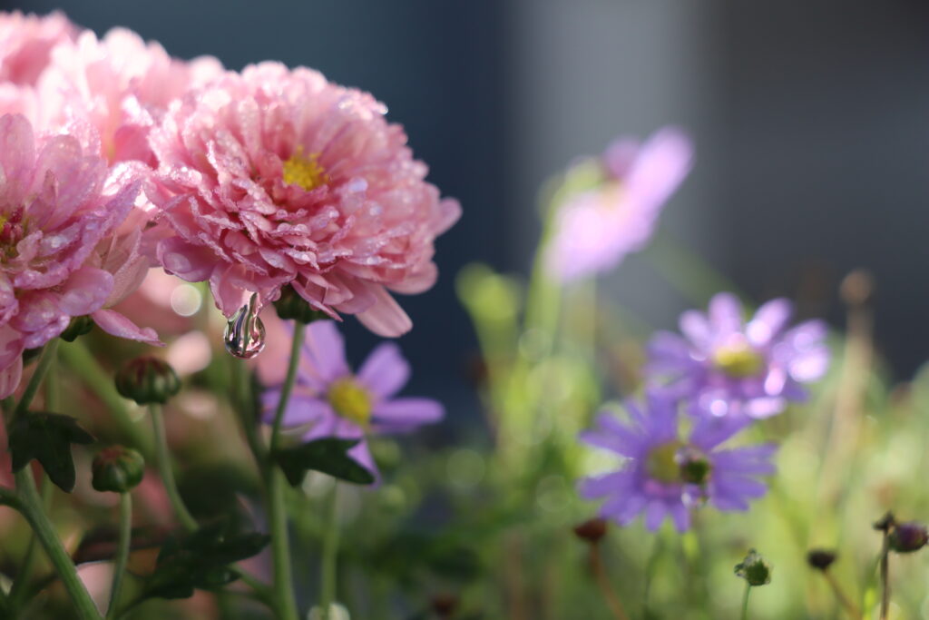 Rosa Blüte mit herabperlendem Regentropfen