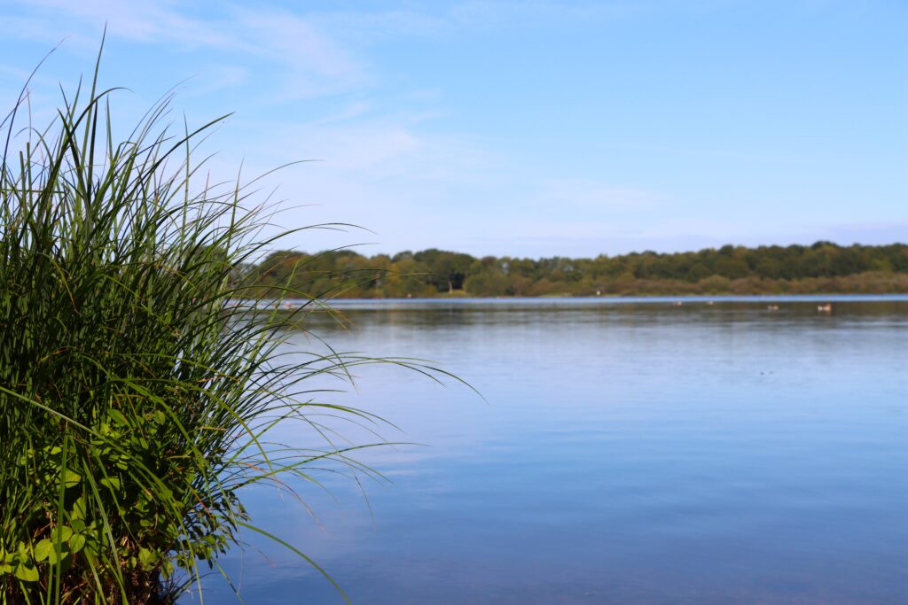 Einfelder See mit Gras im Vordergrund
