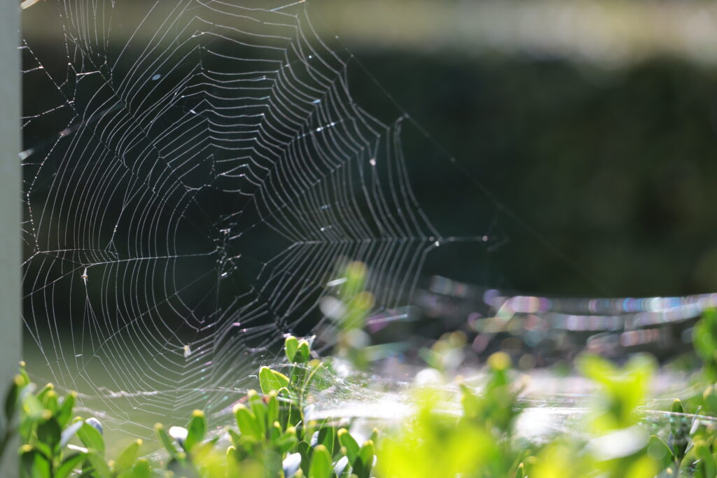 Spinnennetz im Sonnenlicht