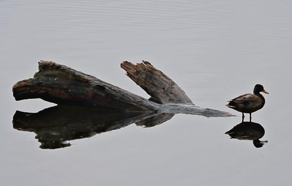 Ente neben Baumstamm auf einem See mit Reflexion im Wasser