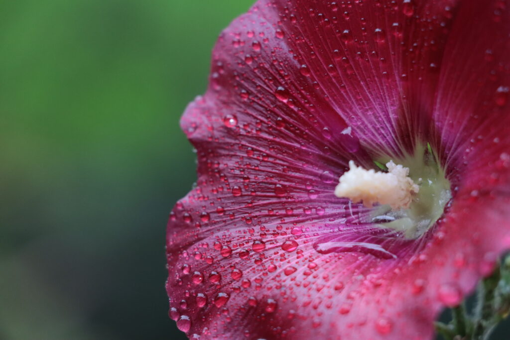 Malve offen pink von Regentropfen bedeckt