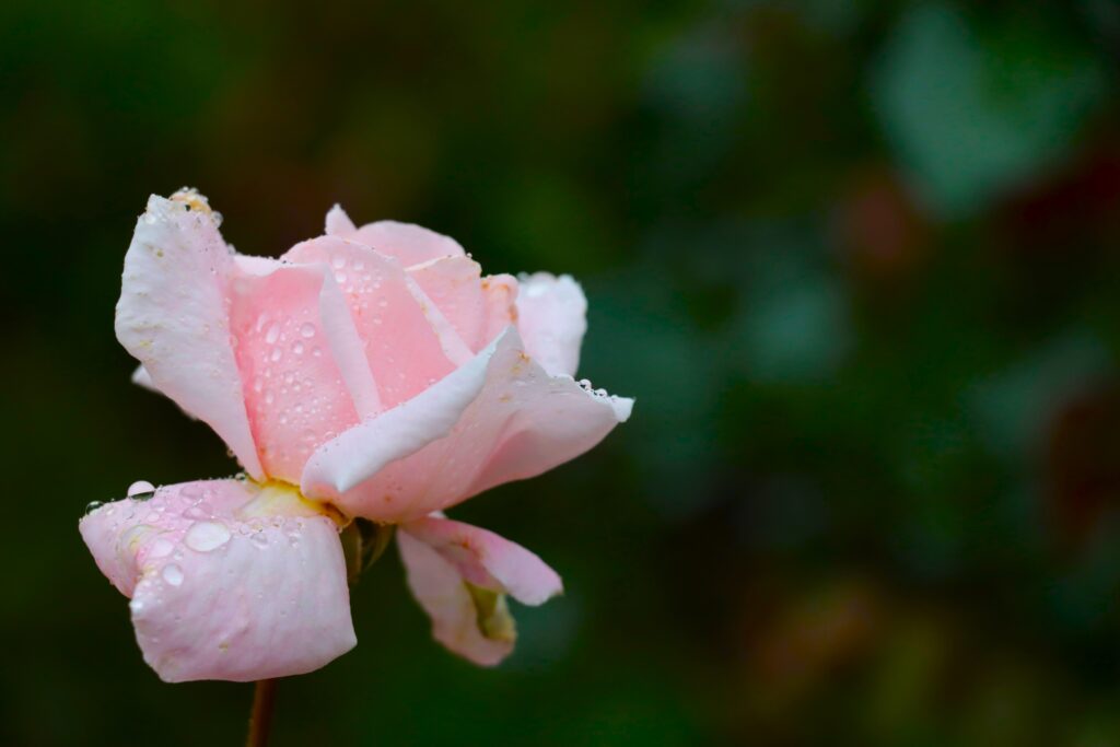 Hellrosa Rosenblüte