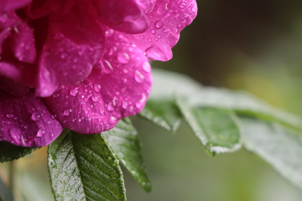 Rose pink im Regen