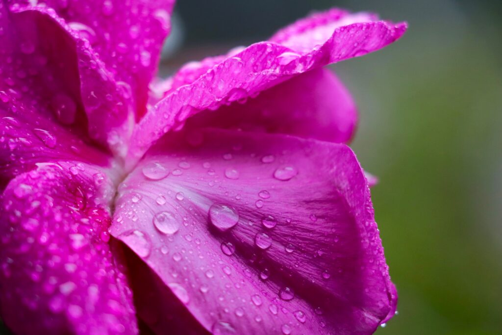 Blütenblatt einer pinken Rose im Regen von Tropfen bedeckt