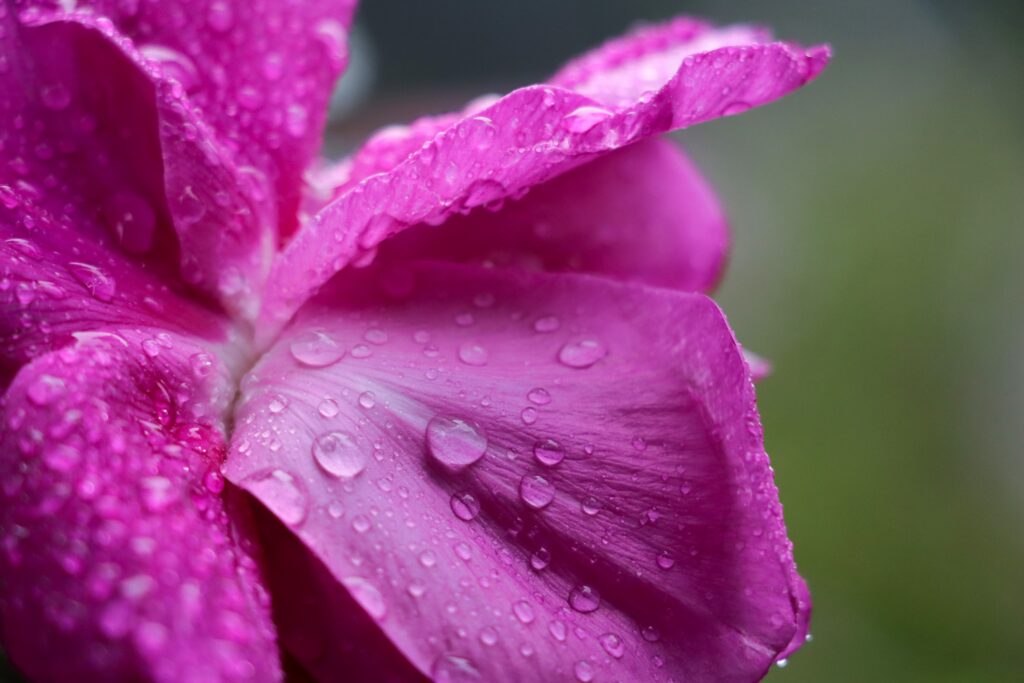 Pinke Rose von Tropfen bedeckt.