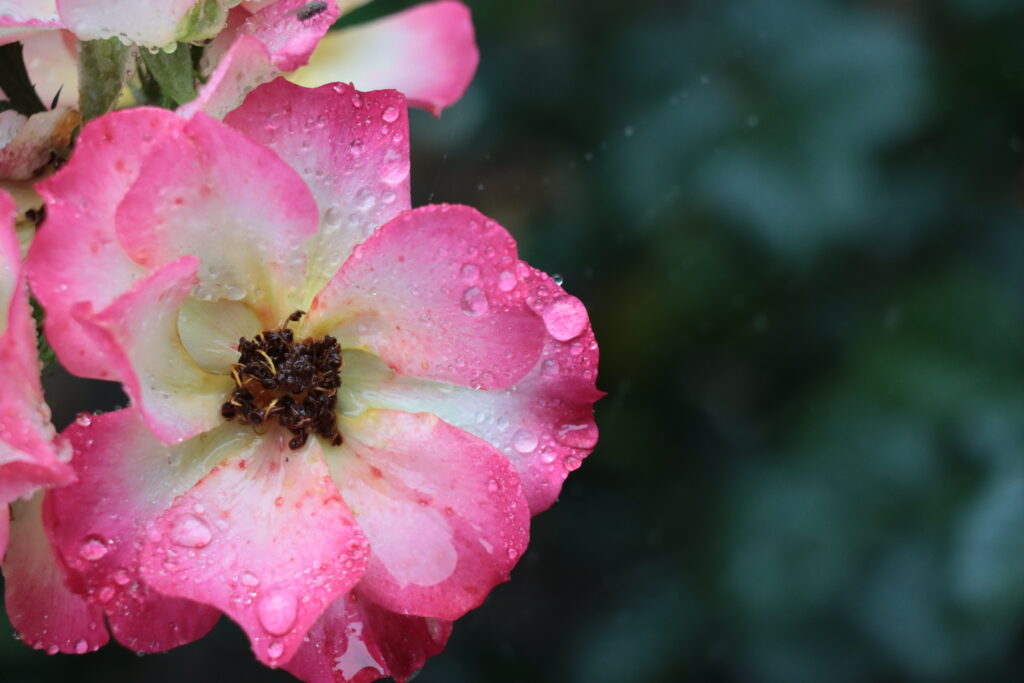 Blüte einer Hagebutte in verschiedenen rosa Tönen mit Tropfen bedeckt