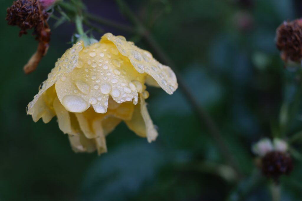 Rosenblüte herabhängend von Regentropfen bedeckt - Farbe zart gelb