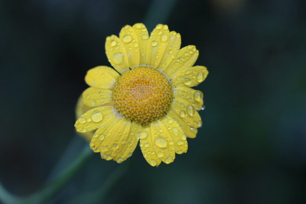 Gelbe Margerite von Regentropfen bedeckt