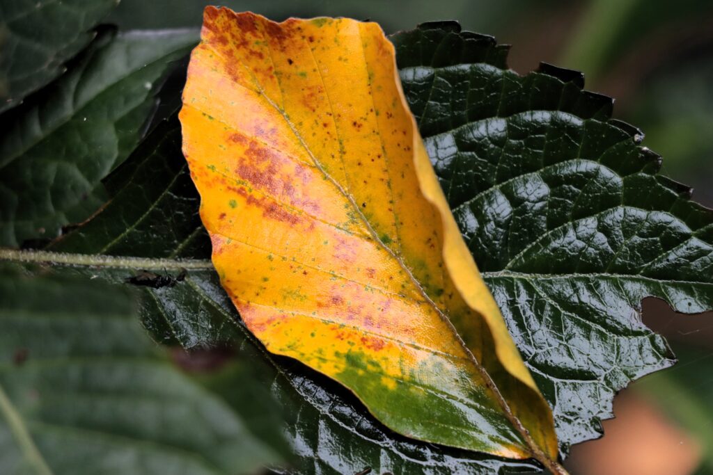 Gelbes Herbstblatt liegend auf einem dunkelgrünen Blatt