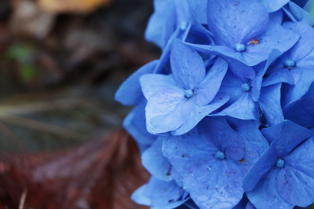 Hortensienblüte blau