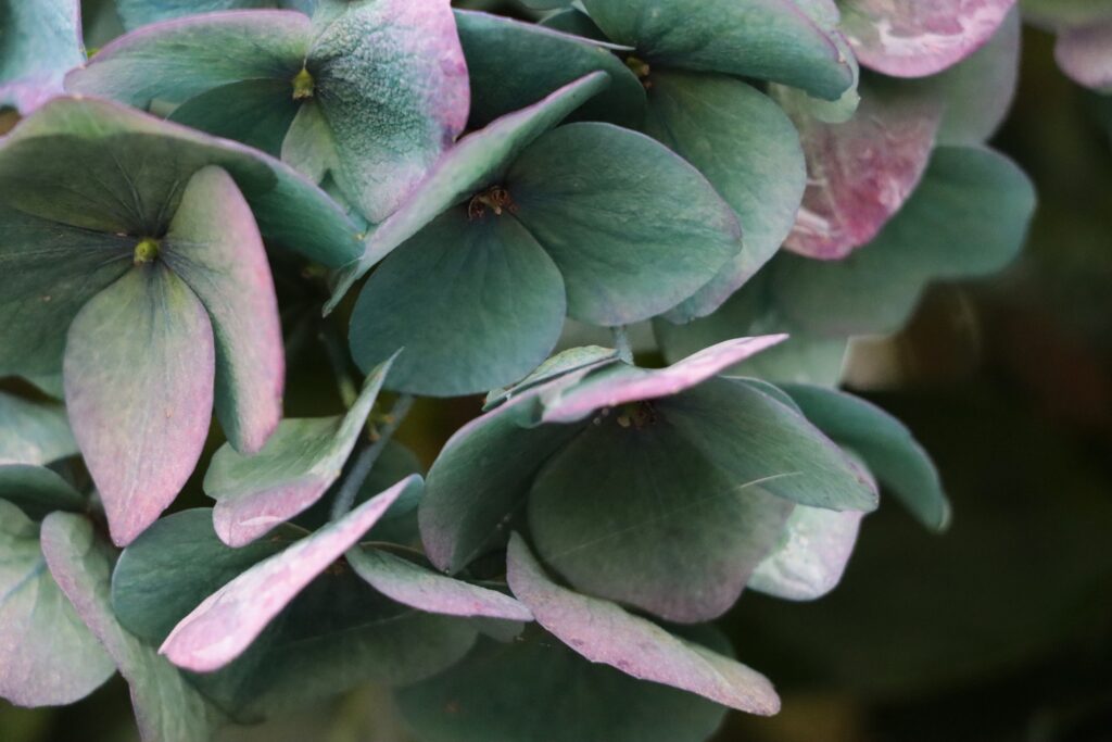 Hortensienblüten grün-rosa