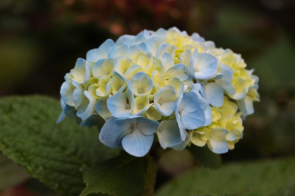 Hortensienblüten hellblau-gelb