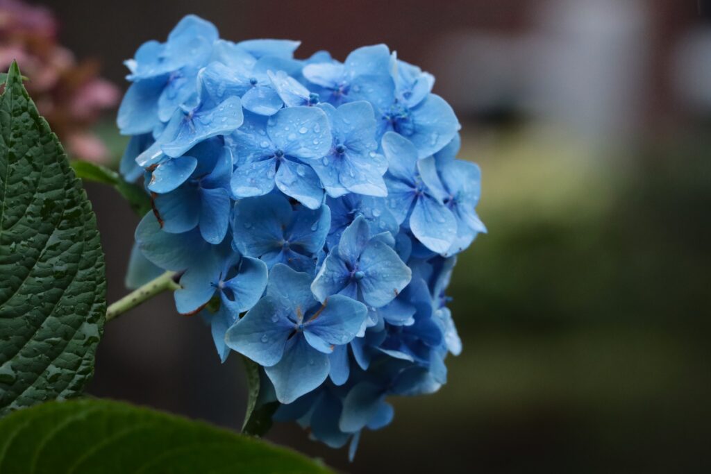 Hortensienblüte blau im Regen