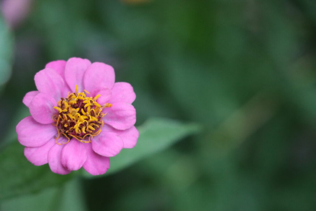 Blume in pink vor grünem Hintergrund
