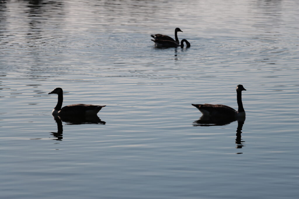 Wildgänse auf einem See mit Spiegelung im Wasser