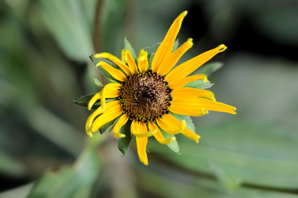Gelbe Blüte