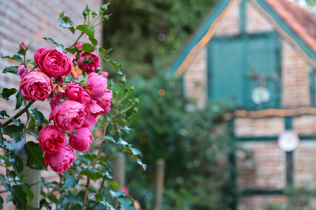 Pinke Rosen auf einem Strauch vor dem einem Haus in Barmstedt am Rantzauer See