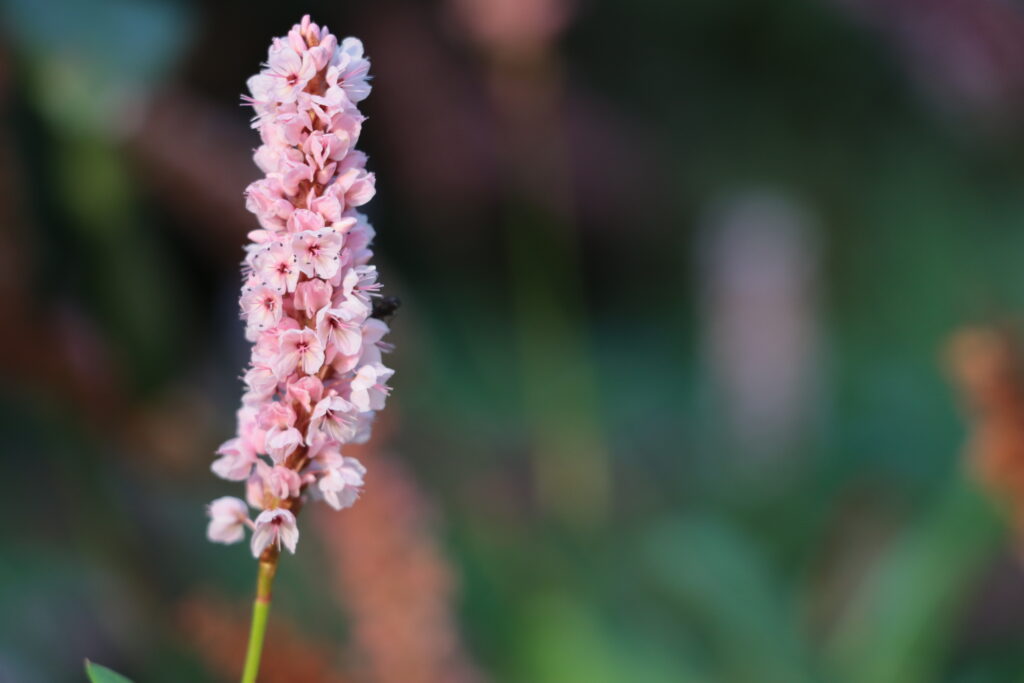 kleine rosa Blüten