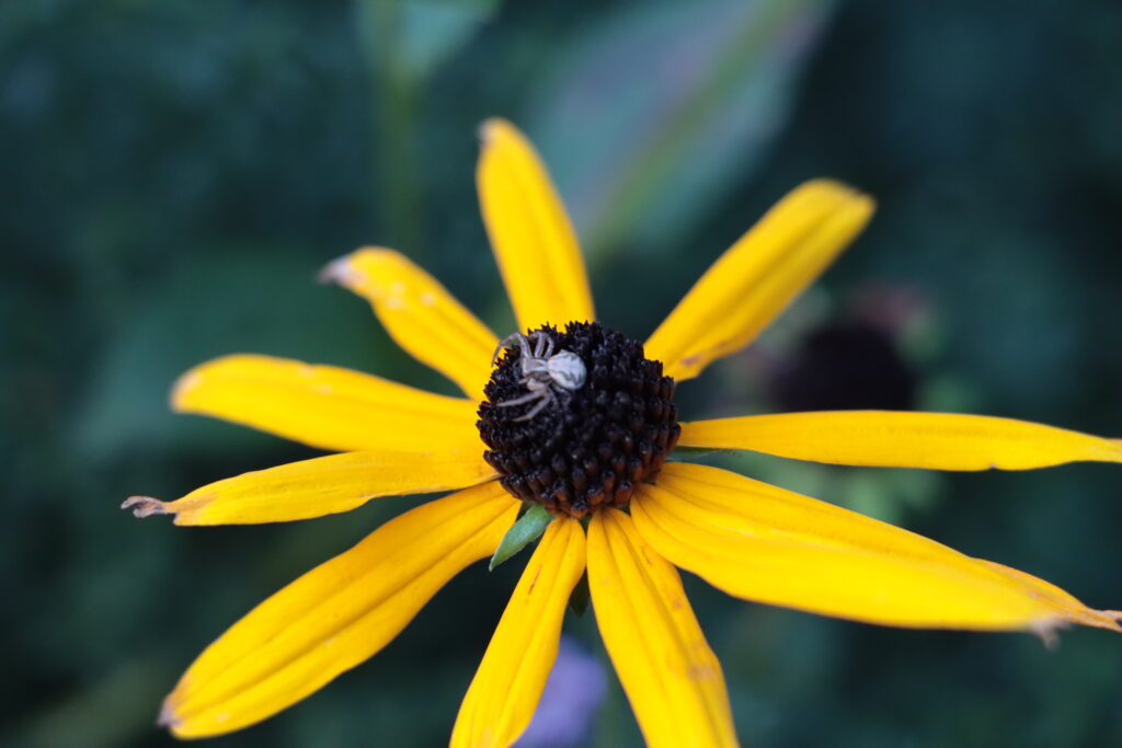Blüte (Farbe kräftiges Gelb) mit kleiner Spinne draufsitzend