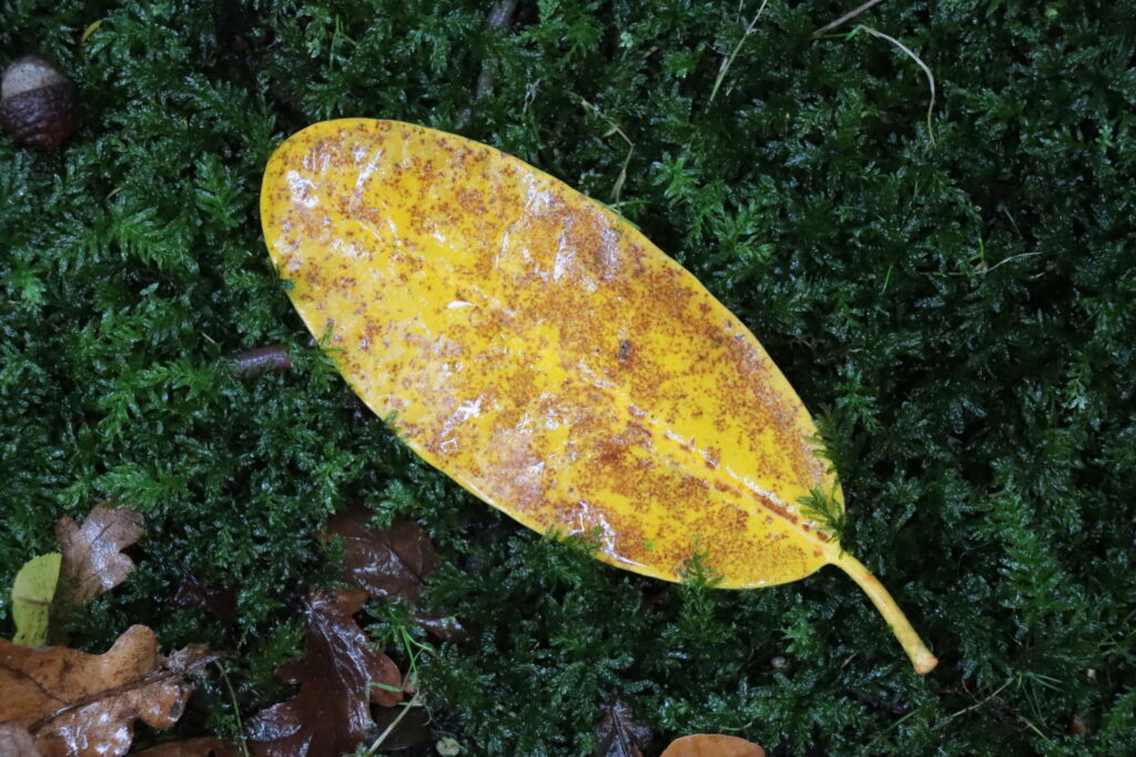 Gelbes Ovales Blatt