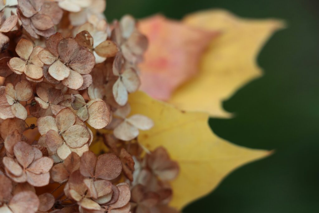Gelbes Herbstblatt mit getrockneter Hortensie