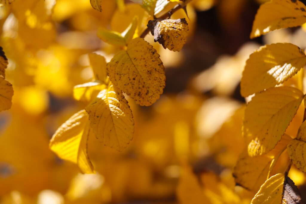 Herbstlaub in der Farbe Goldgelb