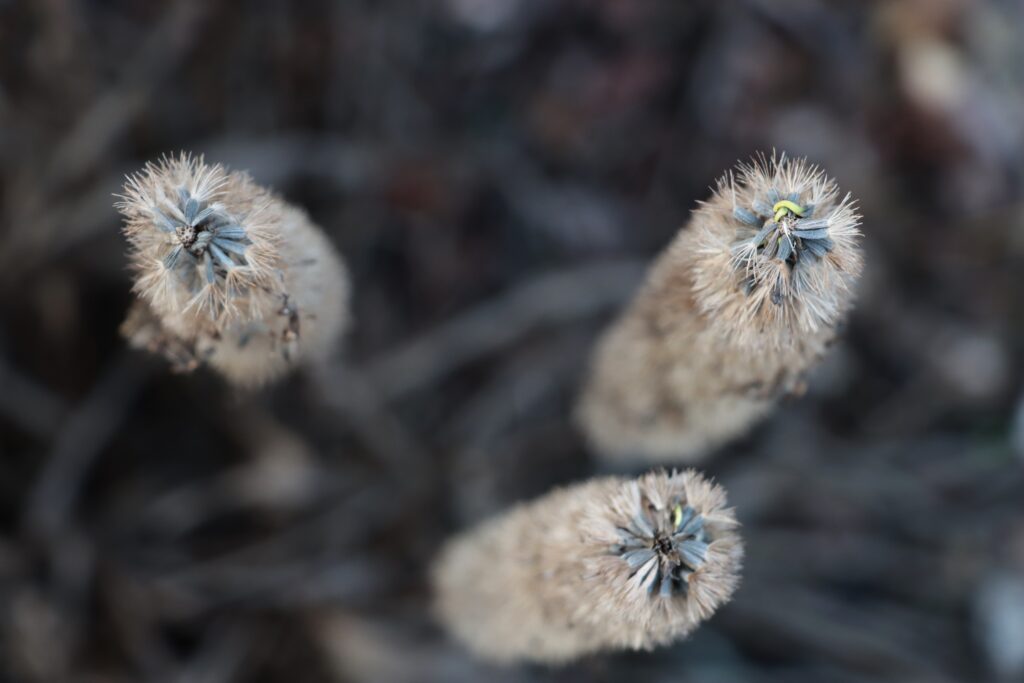 Pflanzen im Herbst