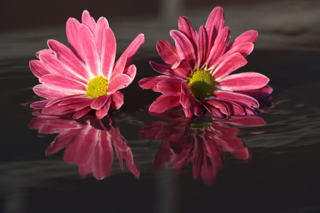 Zwei pinke Blumen mit Reflexion im Wasser