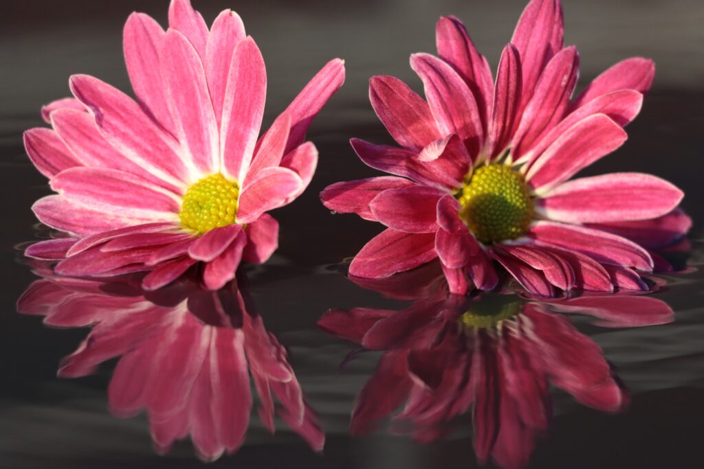 zwei pinke Blumen mit Spiegelung im Wasser