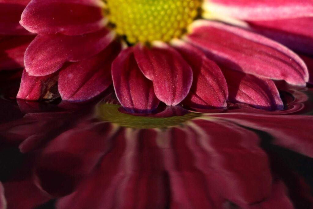 Pinke Blume mit Reflexion im Wasser Detailaufnahme