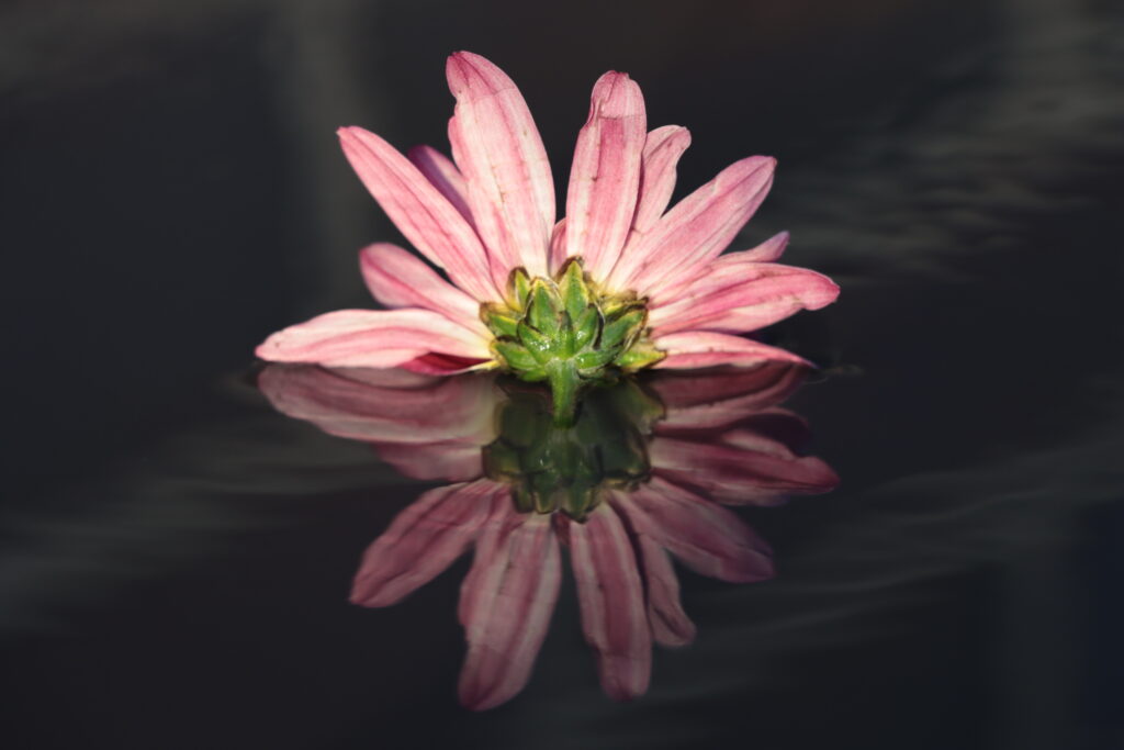 Pinke Blume mit Reflexion im Wasser