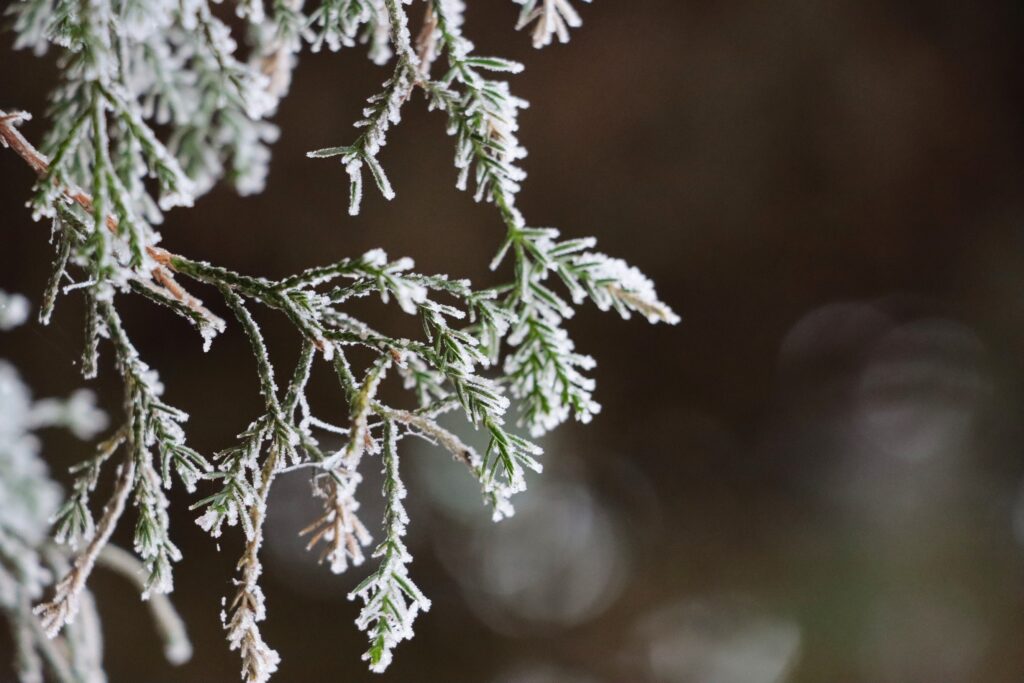 Tannenzweig vom Frost überzogen