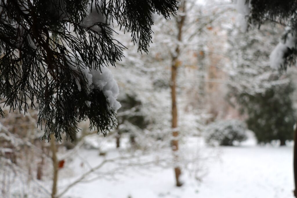Tannenzweig vor einem verschneiten Wald